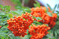 European Mountain Ash Tree Bare Root Plant | 2-3 Ft Ornamental Shade Tree | Sorbus aucuparia | Bird-Attracting Berry Tree