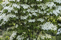 Live Flowering Dogwood Tree - Bare Root 2-3 Ft, Cornus Florida, Deciduous Landscape Tree, White Spring Flowers, Fall Berries