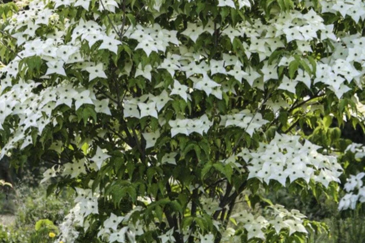 Live Flowering Dogwood Tree - Bare Root 2-3 Ft, Cornus Florida, Deciduous Landscape Tree, White Spring Flowers, Fall Berries