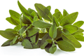 Sage Seeds for Planting, Non-GMO Heirloom, Salvia officinalis, Culinary Herb, Garden Seeds, Perennial Herb, Full Sun
