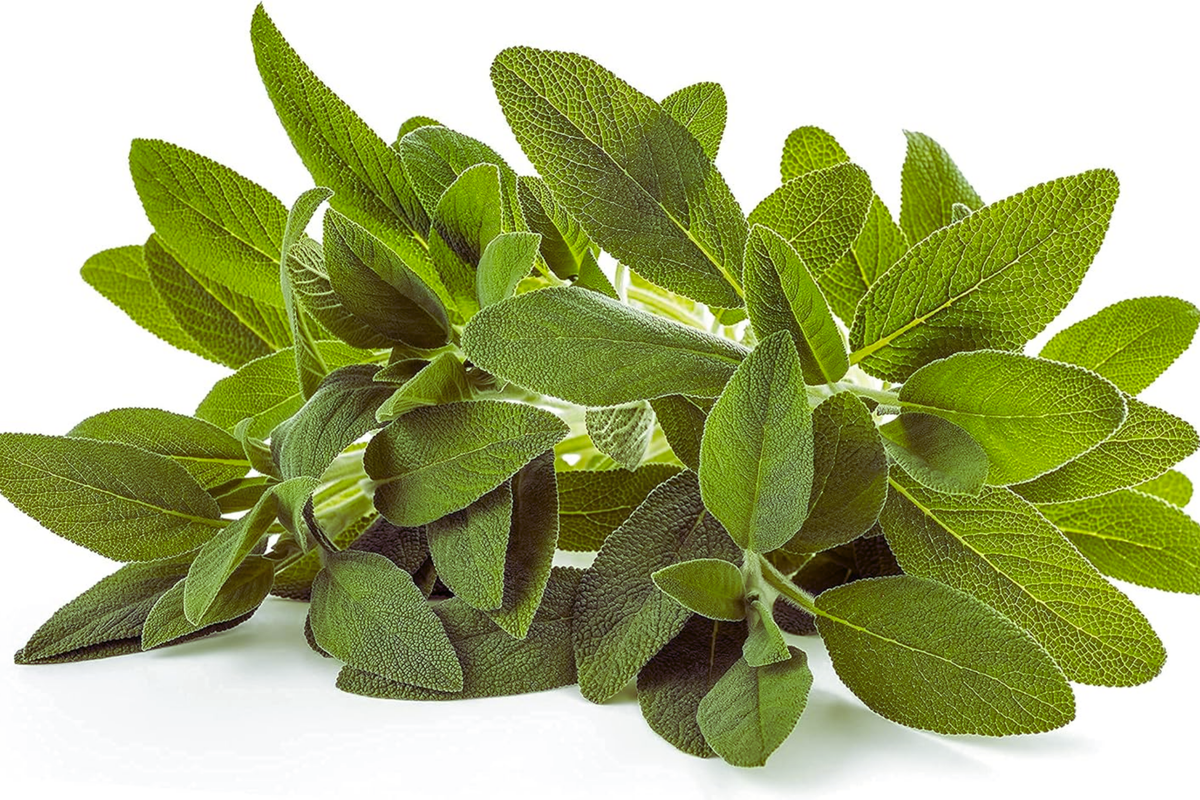 Sage Seeds for Planting, Non-GMO Heirloom, Salvia officinalis, Culinary Herb, Garden Seeds, Perennial Herb, Full Sun
