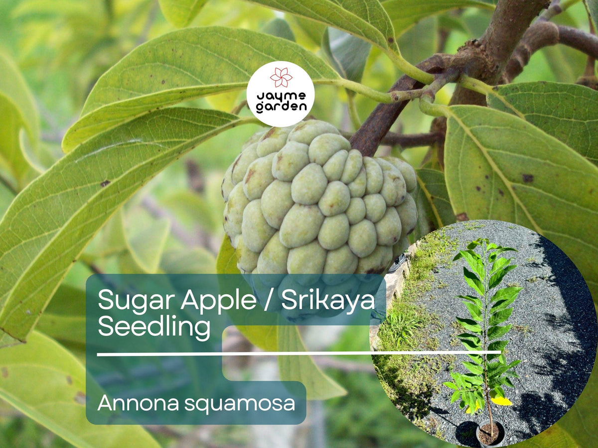 Sugar Apple Starter Plant Seedling - Live 2-3’ Tall Annona squamosa Tropical Fruit Tree for Garden