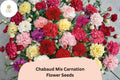 200+ Chabaud Mix Carnation Seeds | Dianthus caryophyllus | Fragrant, Colorful Double Blooms for Garden & Cut Flowers