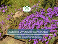 200 Seeds Aubrieta Whitewell Gem Purple Rock Cress Groundcover Perennial Non-GMO for Gardens & Borders