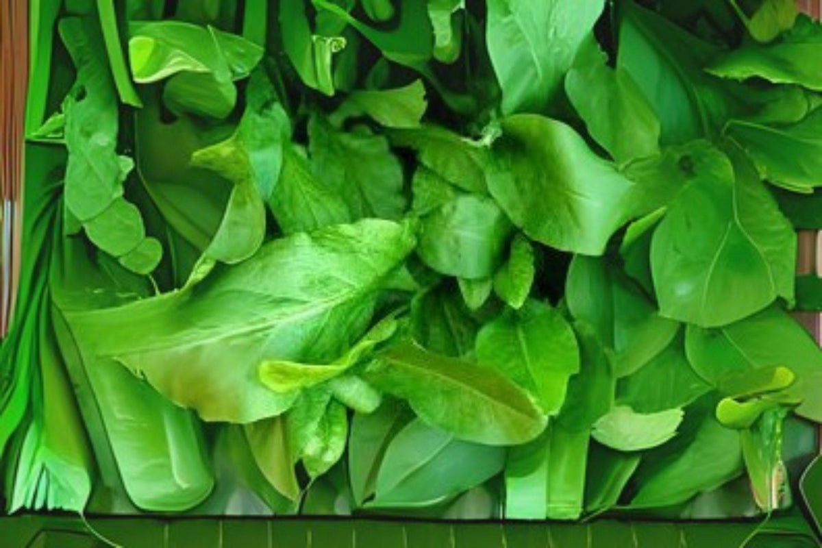 Large Leaf Sorrel Seeds | 250 mg Heirloom Non-GMO Rumex acetosa Perennial Herb for Salads, Soups & Sauces