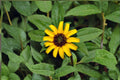 Creeping Zinnia Seeds – Sanvitalia procumbens, Bright Yellow Ground Cover Annual, Low-Growing, Edging & Container Plant, 100 Seeds