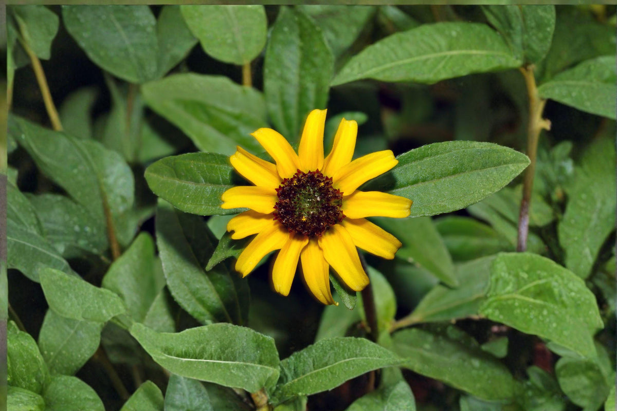 Creeping Zinnia Seeds – Sanvitalia procumbens, Bright Yellow Ground Cover Annual, Low-Growing, Edging & Container Plant, 100 Seeds