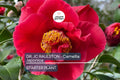 Dr. JC Raulston Camellia Japonica Starter Plant | Rare Red Flowering Shrub | Shade-Loving Evergreen Ornamental Bush