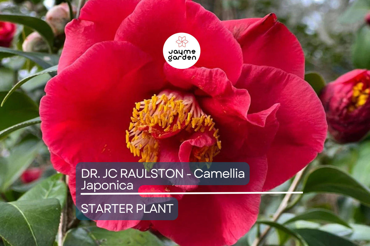 Dr. JC Raulston Camellia Japonica Starter Plant | Rare Red Flowering Shrub | Shade-Loving Evergreen Ornamental Bush