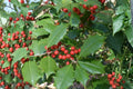 Ilex opaca American Holly Seeds – Native Evergreen Tree with Red Berries, Ornamental, Wildlife Attractant, 500 mg