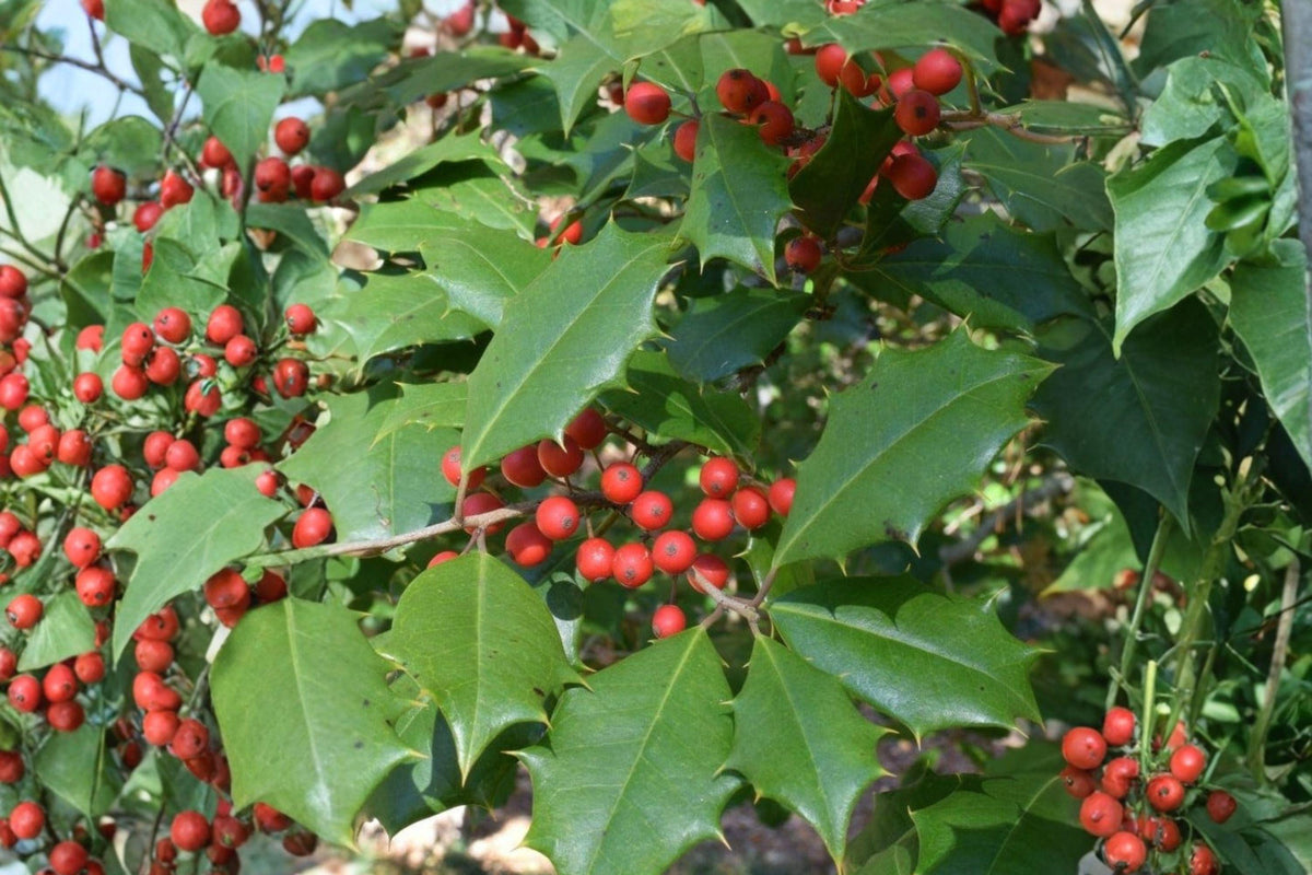 Ilex opaca American Holly Seeds – Native Evergreen Tree with Red Berries, Ornamental, Wildlife Attractant, 500 mg