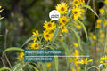Maximilian Sunflower Seeds – Non-GMO Perennial Yellow Blooms for Privacy Fences, Wildlife, Erosion Control | Helianthus maximiliani