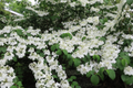 Judd Viburnum Shrub 12-18 Inches - Fragrant Pink-White Flowers, Colorful Fall Foliage, Deciduous Plant for Zones 4-8