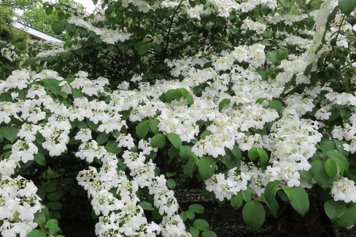 Judd Viburnum Shrub 12-18 Inches - Fragrant Pink-White Flowers, Colorful Fall Foliage, Deciduous Plant for Zones 4-8