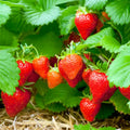 Sweet Sensation / Sweet Charlie Strawberry Plants - Bare Root Heirloom, Large Juicy Fruit, Non-GMO, Easy to Grow, Garden Starter