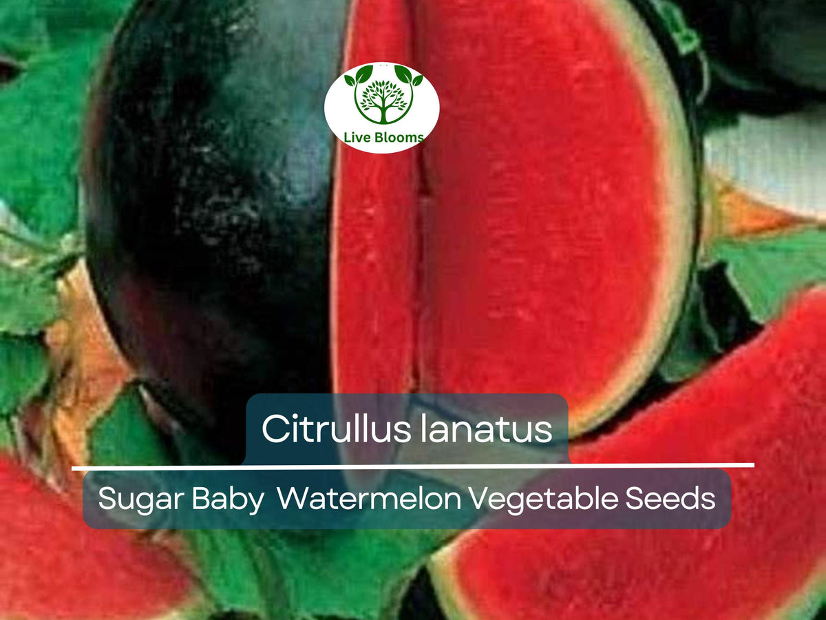 Sugar Baby Watermelon Seeds 1000 mg | Heirloom Citrullus lanatus for Small Gardens & Container Growing