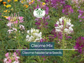 200 Cleome Spider Flower Seeds – Mixed Colors, Pollinator Friendly, Non-GMO, Fast-Growing Annual, Cleome hassleriana