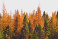 American Larch Tree Bare Root 10-12" Tamarack Fast Growing Deciduous Evergreen Larix laricina Zone 3-9
