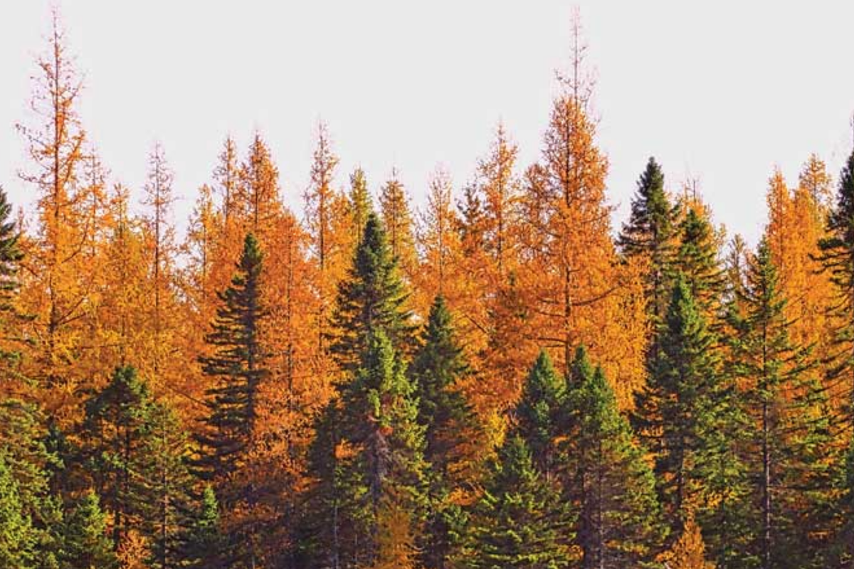 American Larch Tree Bare Root 10-12" Tamarack Fast Growing Deciduous Evergreen Larix laricina Zone 3-9