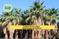 California Fan Palm Seeds – Washingtonia filifera – Drought-Tolerant Tropical Landscape Plant Seeds, 5 Non-GMO