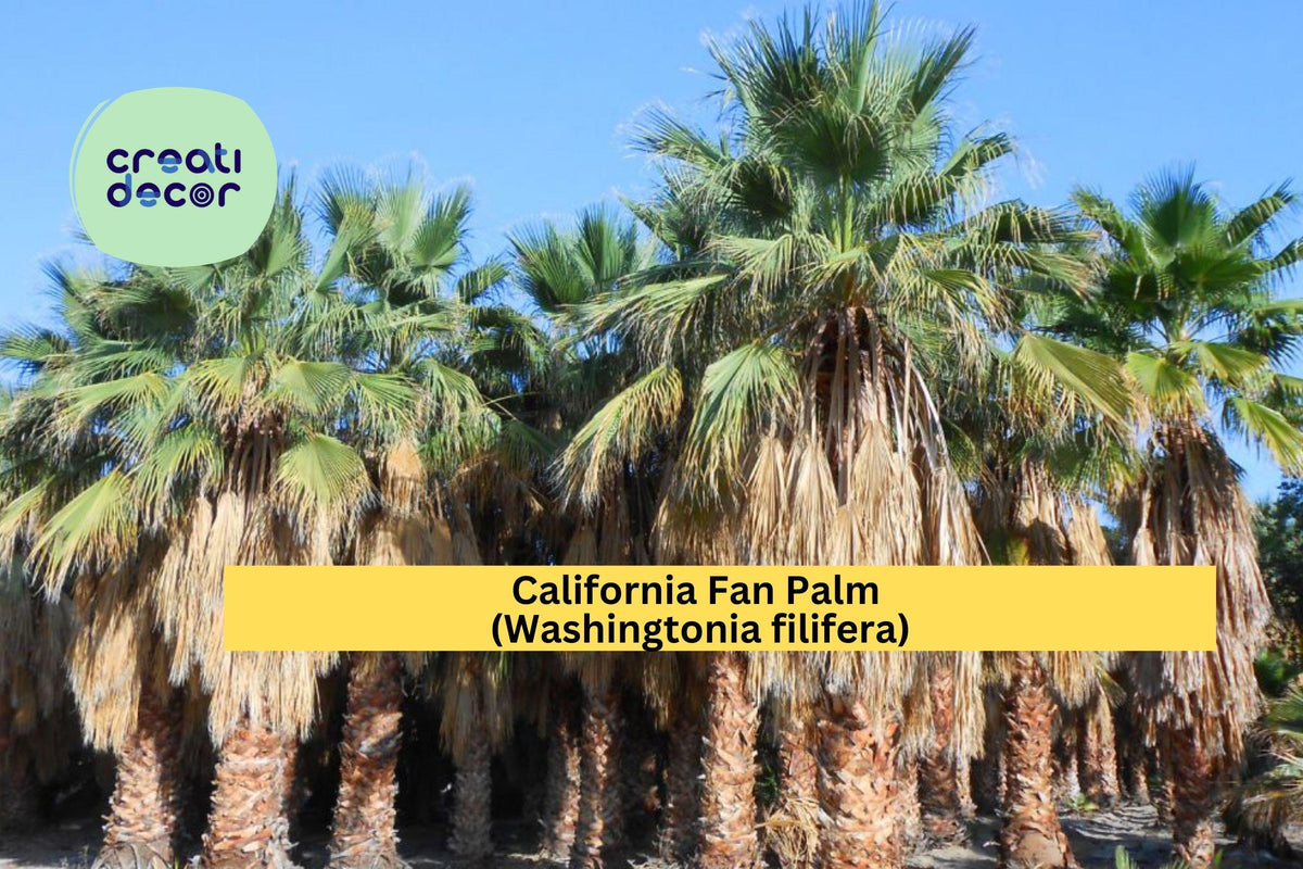 California Fan Palm Seeds – Washingtonia filifera – Drought-Tolerant Tropical Landscape Plant Seeds, 5 Non-GMO