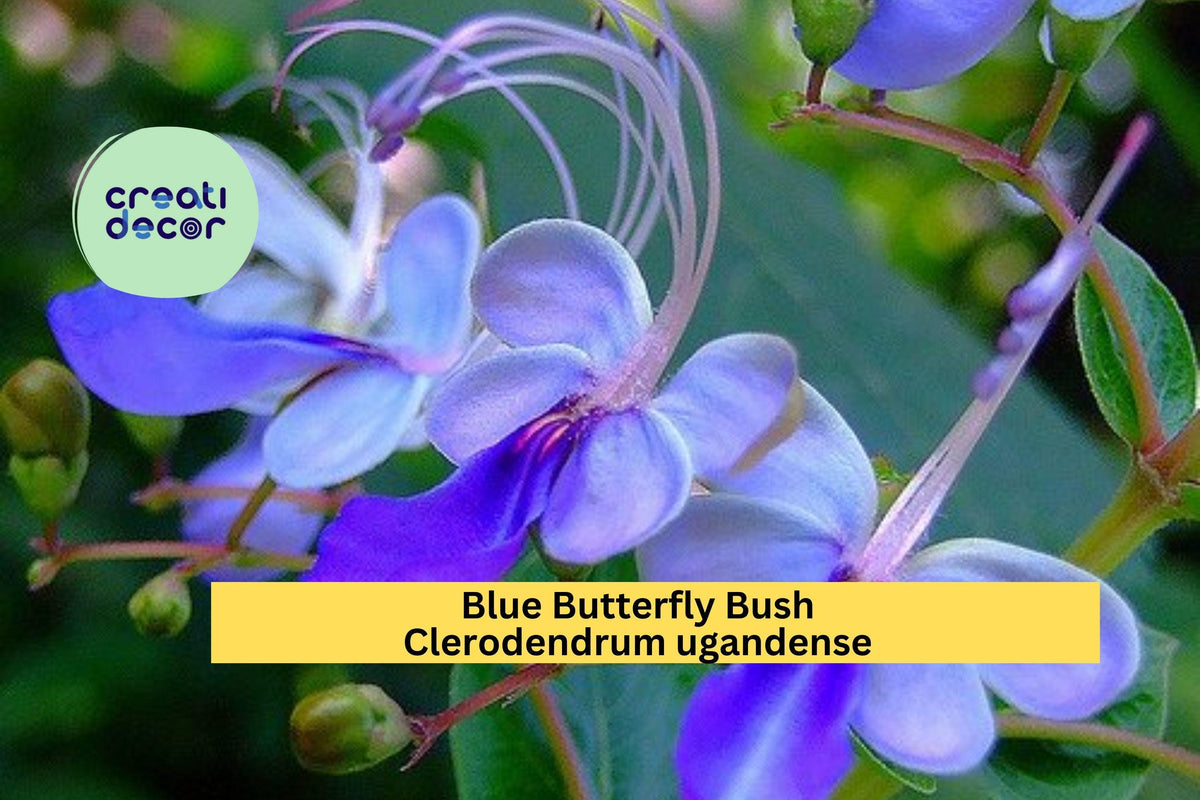 Blue Butterfly Bush Rooted Starter Plant – Clerodendrum ugandense, Exotic Perennial Shrub with Blue Orchid-Like Blooms for Garden or Patio