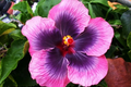Madagascar Hibiscus Starter Plant – Hibiscus moscheutos, Tropical Flower, Large Blooms, Pollinator-Friendly, USDA Zones 5-9