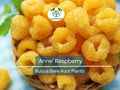 3 ‘Anne’ Raspberry Plants – Bare Root Canes, Golden-Yellow Berries, Fall-Bearing, Rubus idaeus ‘Anne’