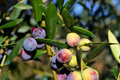 Arbequina Olive Tree Starter Plant – 4-8 Inches, Cold & Drought Tolerant, Edible Fruit, Ornamental, Olea europaea
