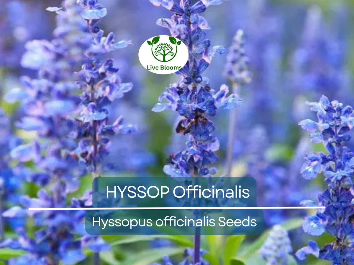 Hyssop Seeds 200 Non-GMO Perennial Herb Attracts Pollinators Drought-Tolerant Hyssopus officinalis