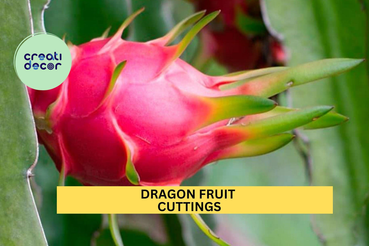 10 Dragon Fruit Cuttings – 10-14” Hylocereus Climbing Cactus for Planting, Tropical Vine, Edible Fruit, Garden Bed & Container Growth