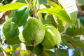 Mexican Guava Live Fruit Tree – 1’-2’ Tall Psidium guajava, Tropical, Sweet, Creamy Fruit, Easy to Grow, Fragrant Flowers
