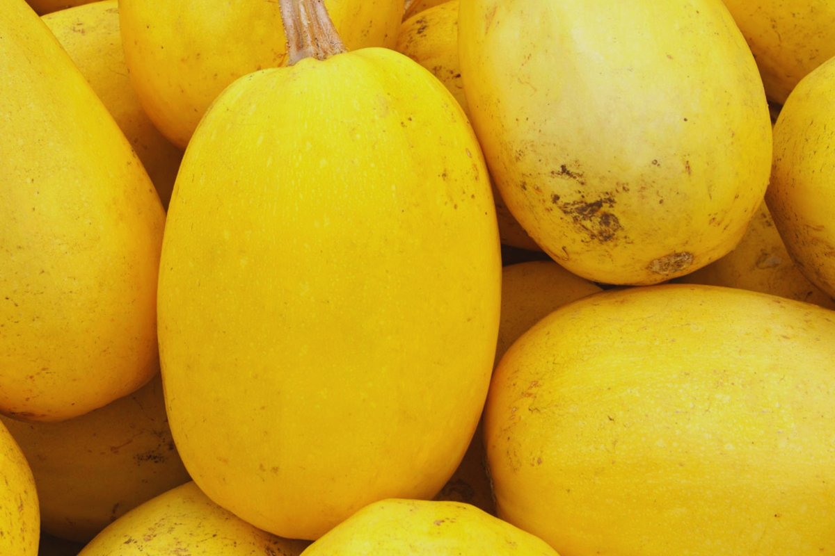 Spaghetti Squash Seeds, Non-GMO Heirloom Cucurbita pepo, Pack of 25+ for Home Garden, Vining, Edible, Nutritious Vegetables