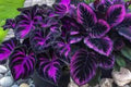 Purple Tip Calathea Seeds – Tropical Foliage Plant for Indoor & Outdoor Growing, Couture Leaves, Calathea spp.