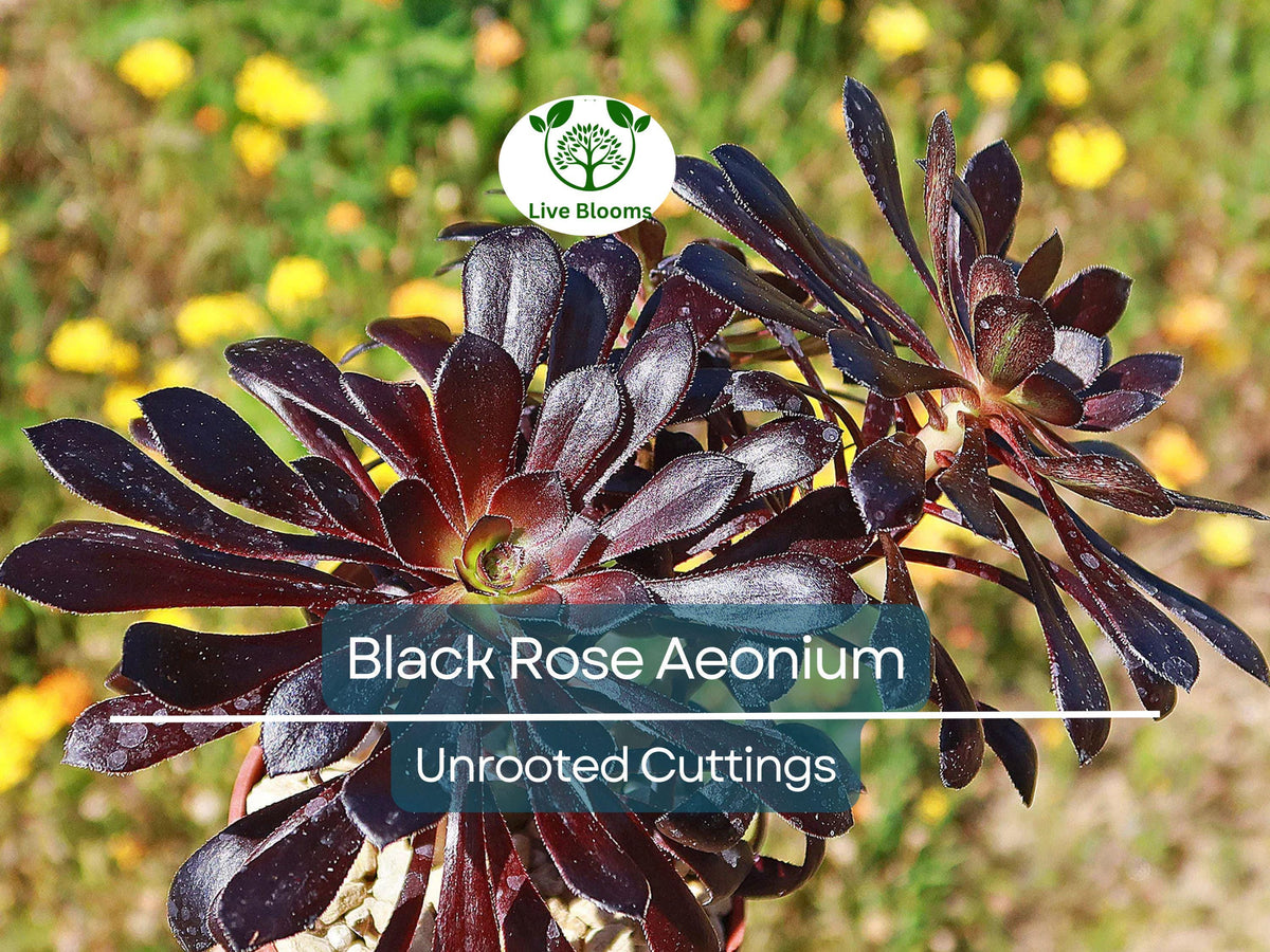 Black Rose Aeonium Arboreum Zwartkop Unrooted Cuttings – 4"-6" Succulent, Dark Purple to Black Rosettes, Easy to Grow, Hardy Cactus Plant