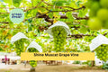 Shine Muscat Grape Vine Cuttings – Set of 5 Live Vitis vinifera Seedless Green Grape Propagation Material