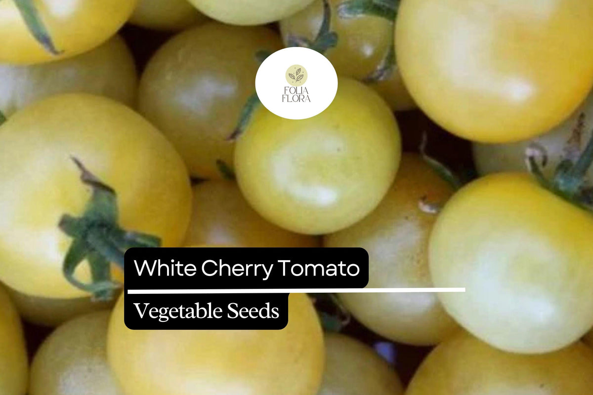 White Cherry Tomato Seeds - 15 Pack, Heirloom Solanum Lycopersicum, Sweet Juicy Fruit for Garden & Container Growing