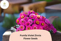 Pumila Violet Zinnia Seeds – Compact Purple Blooms for Summer Gardens, Zinnia elegans, Annual Flower, Pollinator & Cut Flower Plant