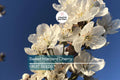 Sweet Mazzard Cherry Tree Seeds, Edible Prunus avium, Hardy Fast-Growing Fruit Tree for Zones 4-8