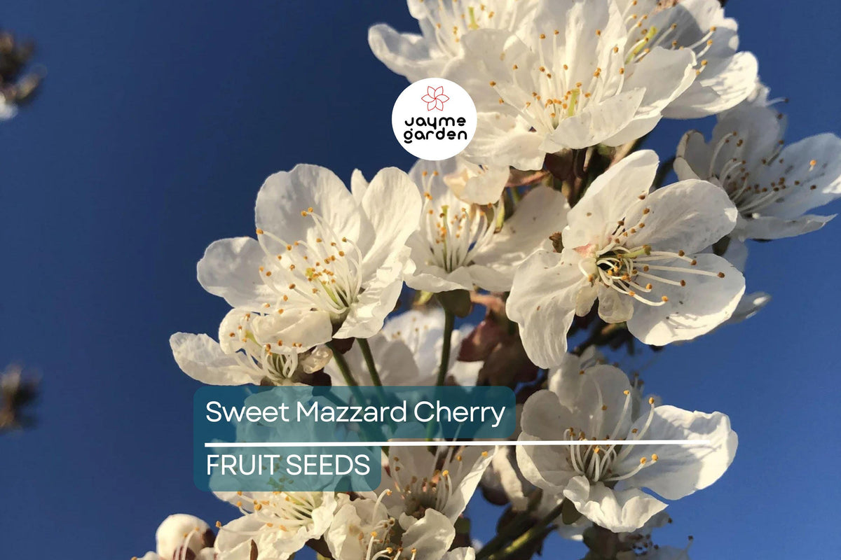 Sweet Mazzard Cherry Tree Seeds, Edible Prunus avium, Hardy Fast-Growing Fruit Tree for Zones 4-8