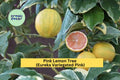 Pink Lemon Tree Live Plant | Variegated Eureka Citrus with Pink Flesh & Green-Striped Rind | Evergreen Fruit Tree