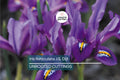 Iris Reticulata J.S. Dijt Bulbs – Purple Dwarf Iris, Early Blooming Perennial, 4-8 Inches, Cold Hardy, Rock Garden & Container Plant