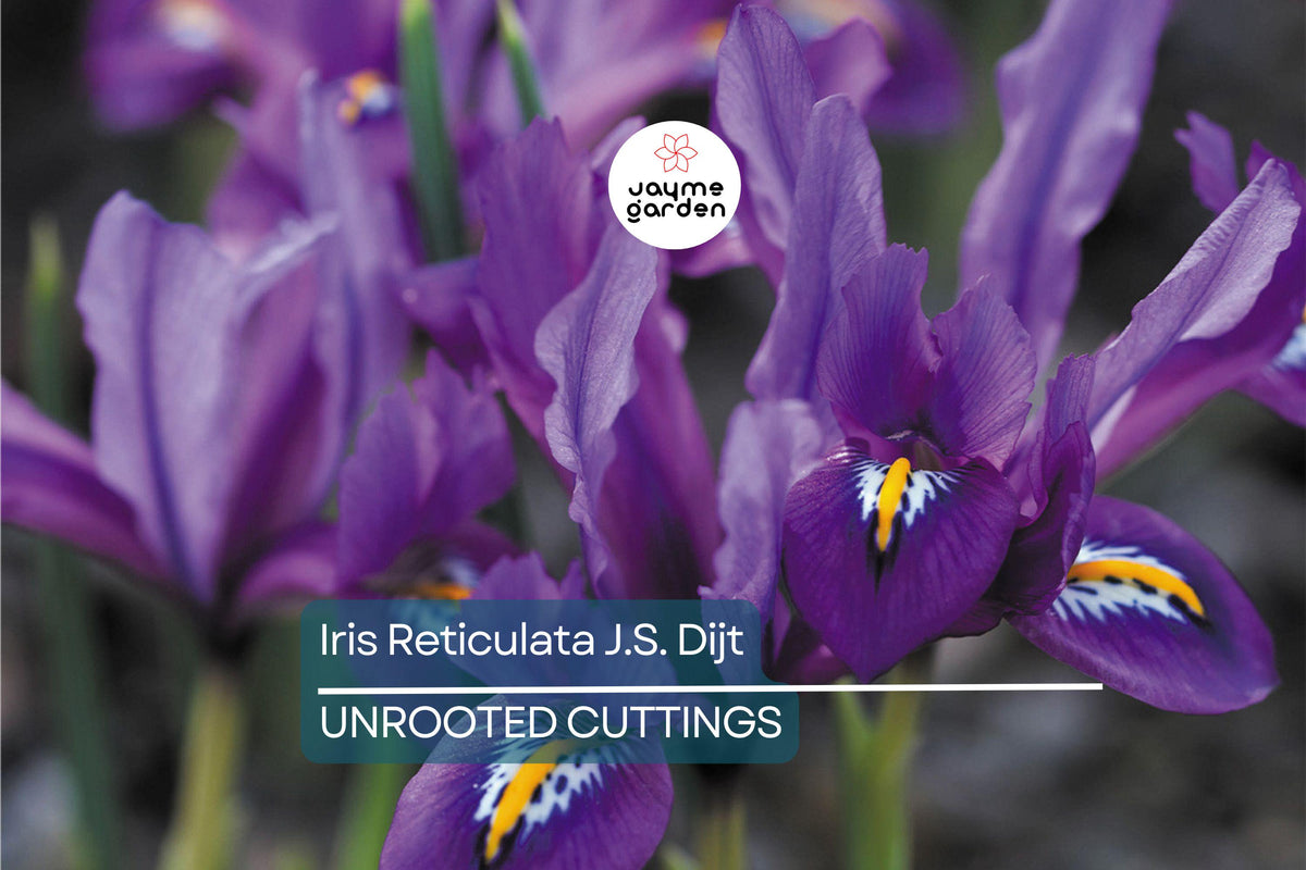 Iris Reticulata J.S. Dijt Bulbs – Purple Dwarf Iris, Early Blooming Perennial, 4-8 Inches, Cold Hardy, Rock Garden & Container Plant