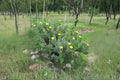 Opuntia Cacanapa Spineless Prickly Pear Cactus Cuttings - Hardy Drought Tolerant Succulent Plant