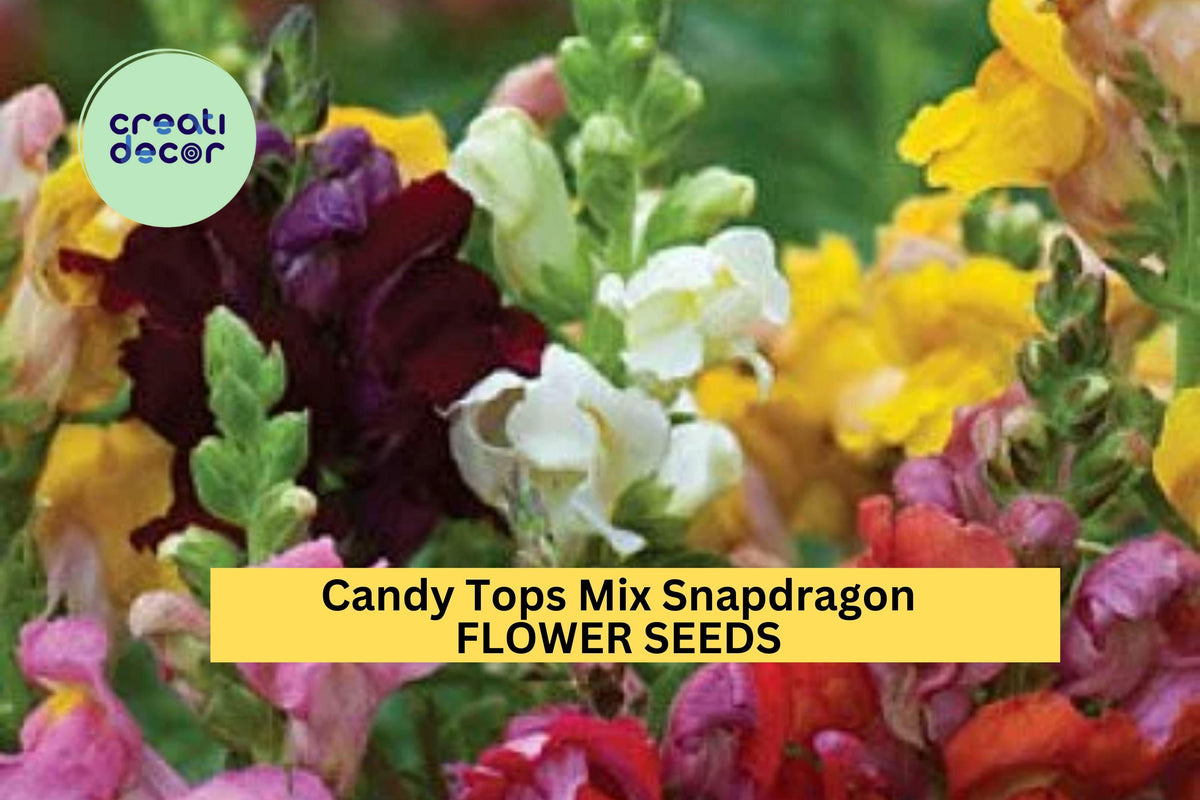 1000+ Candy Tops Mix Snapdragon Seeds – Dwarf Antirrhinum majus for Borders, Containers & Edging, Bright Colorful Flowers, Cool-Season Annual