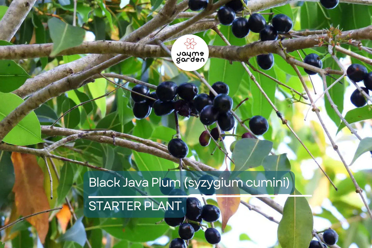 Black Java Plum Tree – 12” Syzygium cumini Live Fruit Tree, Indian Jamun, Tropical Edible Fruit Plant