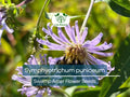 Swamp Aster Seeds 350 Pack - Native Wildflower, Purple Flowers, Pollinator-Friendly, Perennial, Wetland Garden, Symphyotrichum puniceum