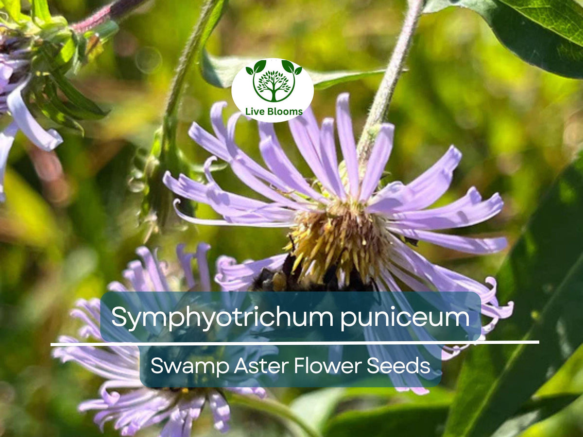Swamp Aster Seeds 350 Pack - Native Wildflower, Purple Flowers, Pollinator-Friendly, Perennial, Wetland Garden, Symphyotrichum puniceum