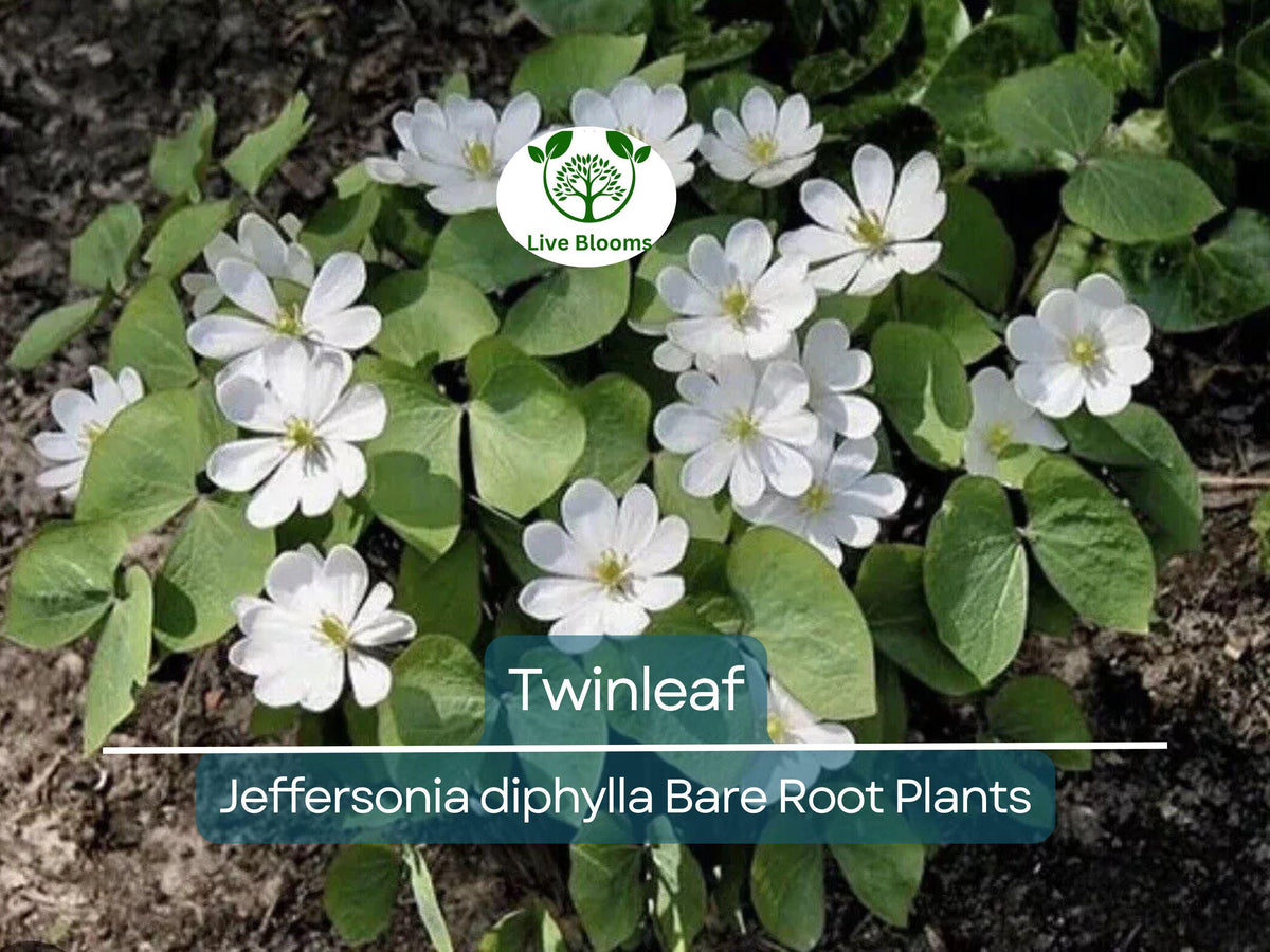10 Organic Twinleaf Bareroot Plants Jeffersonia diphylla Native Wildflower Shade Perennial Woodland Garden