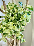 Snow Queen Pothos Cuttings – Variegated Indoor Vine, Epipremnum aureum, 4-6 Inch Unrooted Propagation Plants